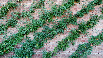 米兰体育官方网页版-中国足球探索多中心训练模式提升区域发展均衡,国内足球训练基地